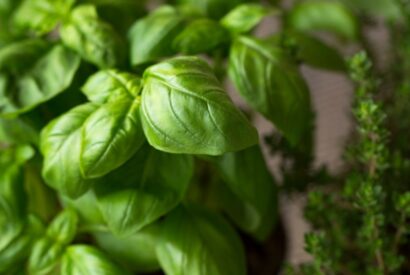 Thumbnail for Basil May Reduce Your Risk of Alzheimer’s Disease