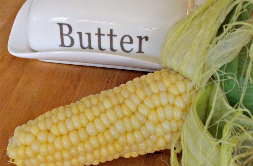 Microwave Corn on the Cob in the Husk Recipe